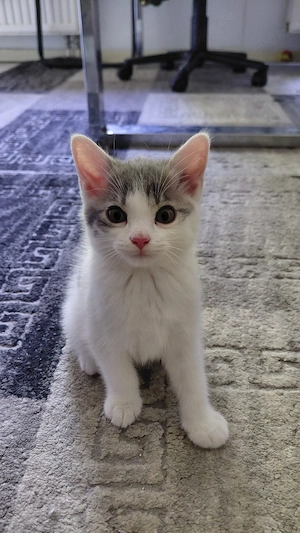katzen suchen ein neues zu Hause