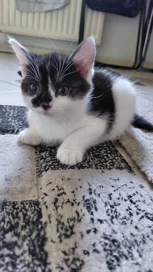 katzen suchen ein neues zu Hause