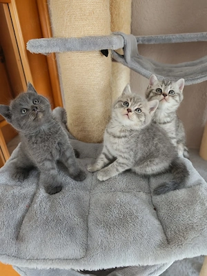 Britisch Kurzhaar Kitten