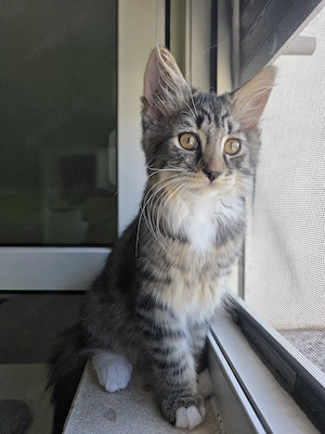 main coon mix baby