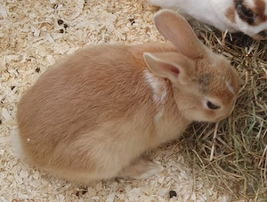 hase 1 jahr alt