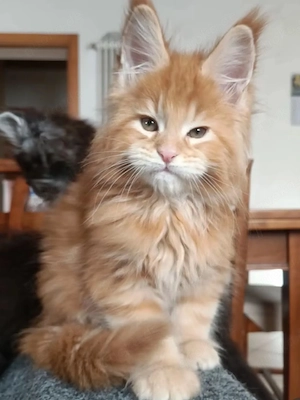 Wunderschönes Maine-Coon-Kätzchen zu verkaufen