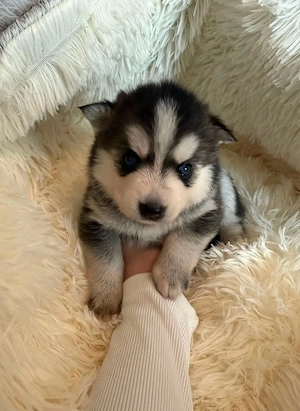 pomsky welpen suchen bald ein zu hause   
