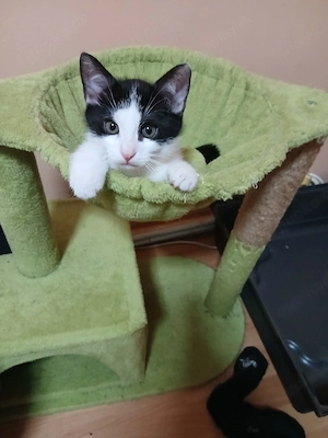 katzen  baby