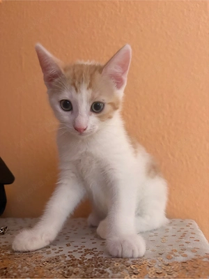 Europäisch Kurzhaar Kitten