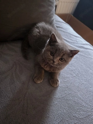 Katze British Kurzhaar 