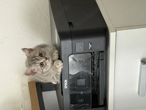BKH Kitten 