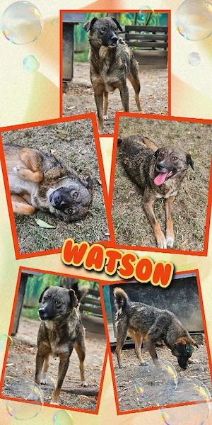 liebenswerter, offener, wunderschöner Rüde "Watson" sucht ein liebevolles Zuhause