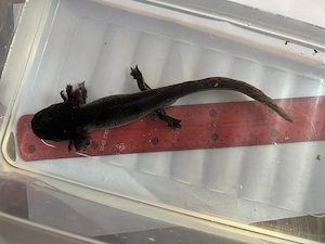 Axolotl naturfarben