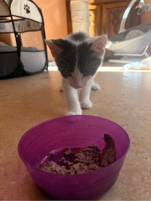 Europäisch Kurzhaar Kitten (Absofort auszugsbereit)