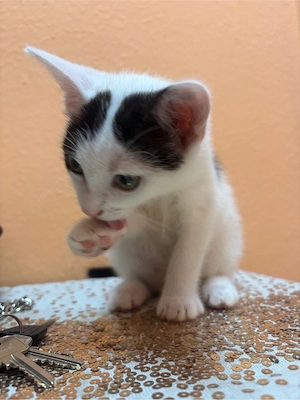 Europäisch Kurzhaar Kitten (Absofort auszugsbereit)