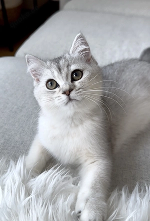 Reinrassige Bkh britisch kurzhaar kitten 