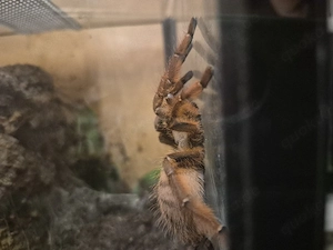 2 vogelspinnen abzugeben 