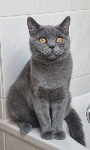 Britisch Kurzhaar Katze sucht ein liebevolles Zuhause