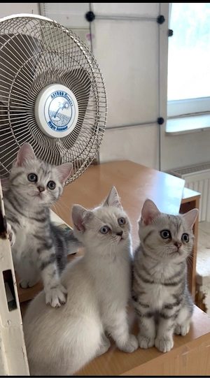 Süsse BKH-Kitten Abgabe bereit