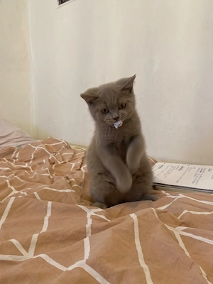 BKH Kitten