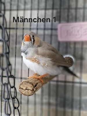 Junge Zebrafinken 