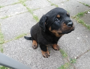 Rottweiler Welpe