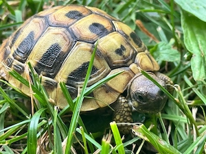NZ 25 griechische Landschildkröten THB