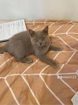 babykatze zum abgeben 