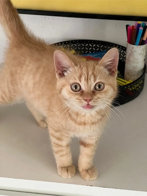 Reinrassiger BKH Kater mit Stammbaum