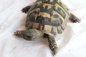 Griechische Landschildkröte (Testudo boetgeri) mit Cites