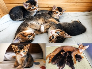 Süße Abessinier-EKH-Mix Kitten suchen ein liebevolles Zuhause   