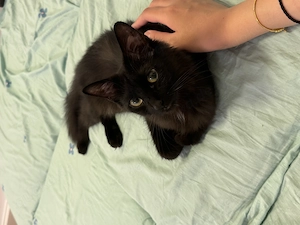 **Junge Katze sucht erfahrenen Deckkater*