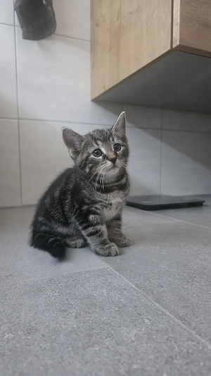 Liebevolle Katzen-Kitten in gute Hände abzugeben (Reservierung möglich)