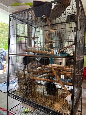 chinchilla zu verschenke 