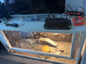 bartagame mit terrarieum 