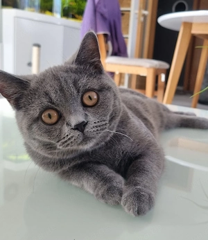 Britisch Kurzhaar Katze abzugeben