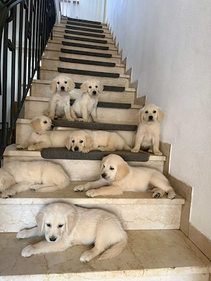 Golden Retriever Welpen 