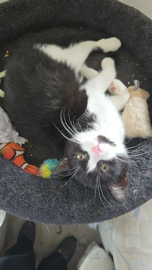 Schmuse Katze sucht dringend ein schönes und ruhiges Zuhause 