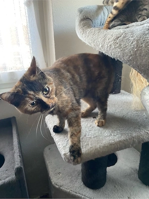 BKH  - Mix Katze zu verkaufen 