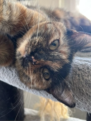 BKH  - Mix Katze zu verkaufen 