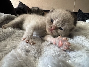 5 süsse BKH kitten suchen zuhause im september