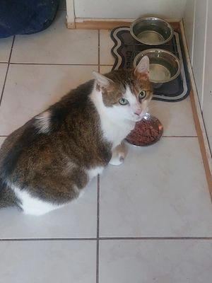 Kastrierter Kater 