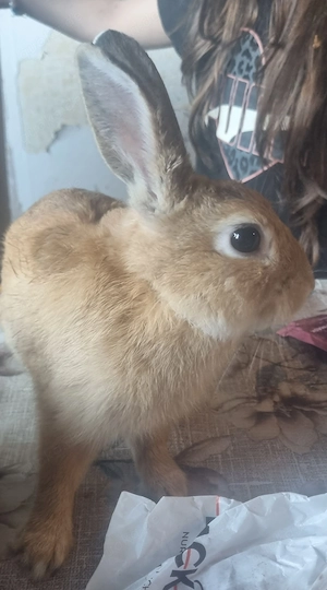 Zwergkaninchen männlich 7 monate alt