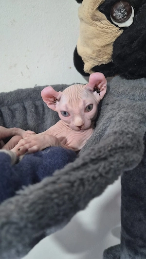 Sphynx Elf Kitten weiblichen