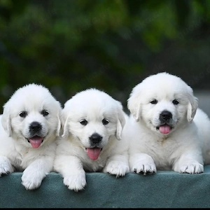 Golden retriever-Welpen zu verkaufen