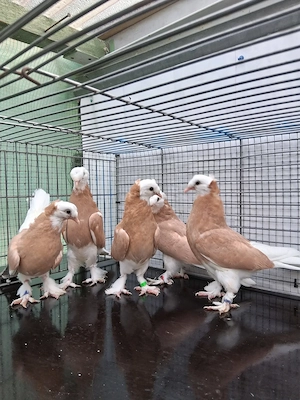 Junge Türkische Takla Tauben. ALA
