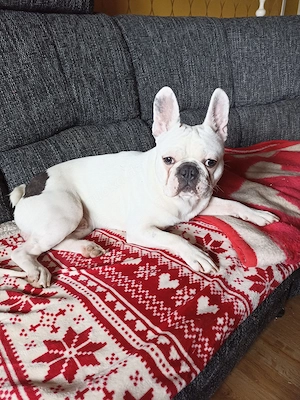 Französische Bulldogge