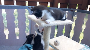 Katzenbabys Maikatzen 