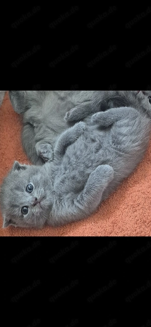 BHK Kitten abzugeben 