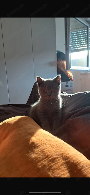 bkh kitten Abholbereit 