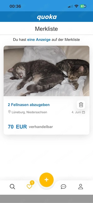 wichtiger hinweis zu den katzen Yoda&Hanna