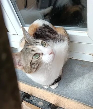 Silvia Elisabeth - zarte Katze mit großem Namen(ALO)
