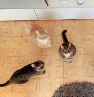 wichtiger hinweis zu den katzen Yoda&Hanna Bild 3