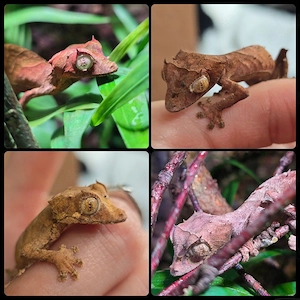 2.0 Uroplatus ebenaui Pfeilschwanzgecko